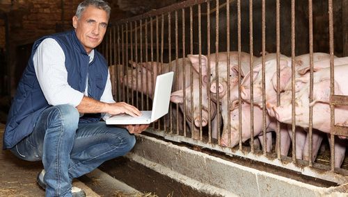 Landwirte mit Notebook im Schweinstall